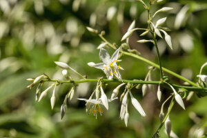 Arthropodium Cirrhatum 'Matapouri Bay'